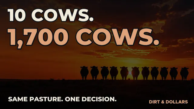 Cattle at sunset on open Texas pasture